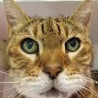 My Pet Animal Hospital Inc ico