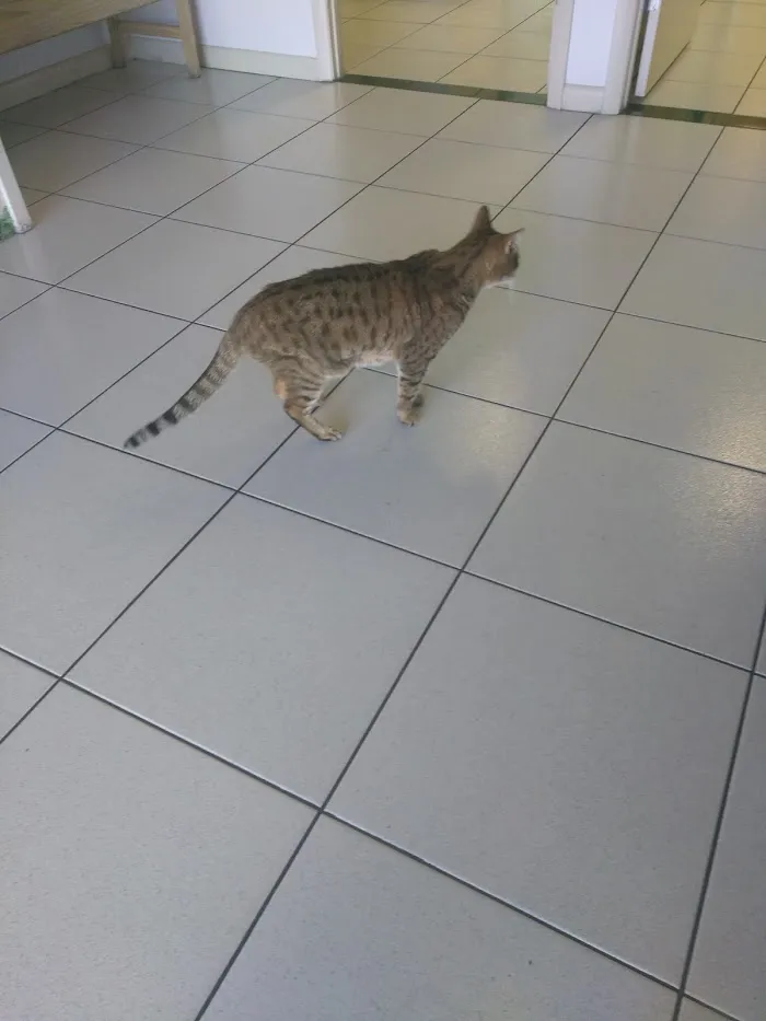 My Pet Animal Hospital Inc 12