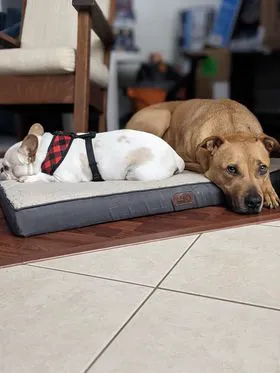 Fur Ever Friends Veterinary Clinic 12