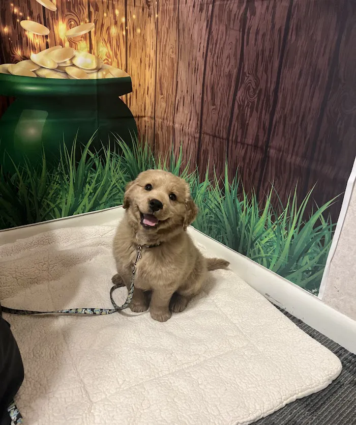 Fur Ever Friends Veterinary Clinic 12