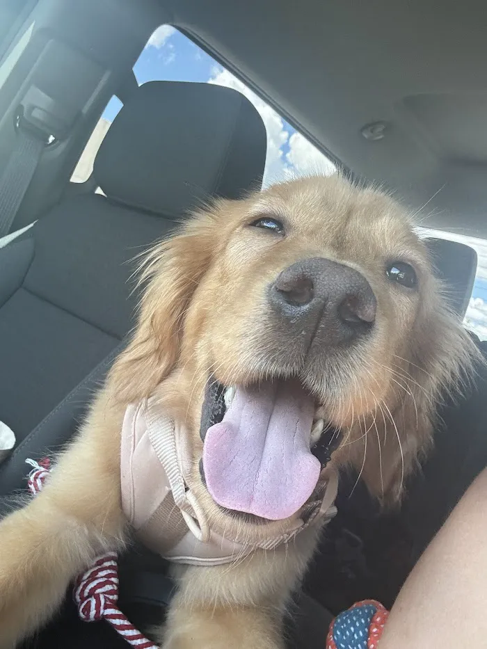 Animal Hospital of Seminole, A Thrive Pet Healthcare Partner 7