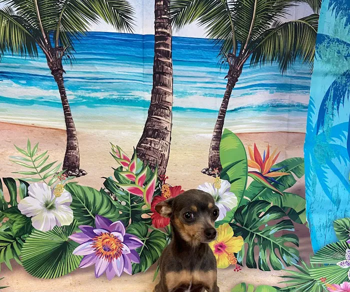 Animal Hospital of Seminole, A Thrive Pet Healthcare Partner 8