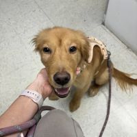 Animal Hospital of Seminole, A Thrive Pet Healthcare Partner ico