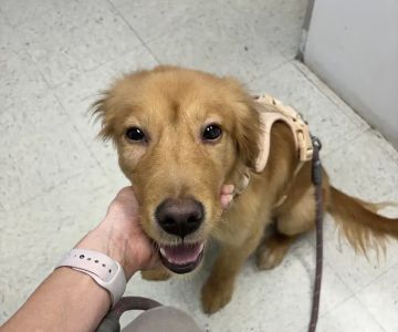Animal Hospital of Seminole, A Thrive Pet Healthcare Partner