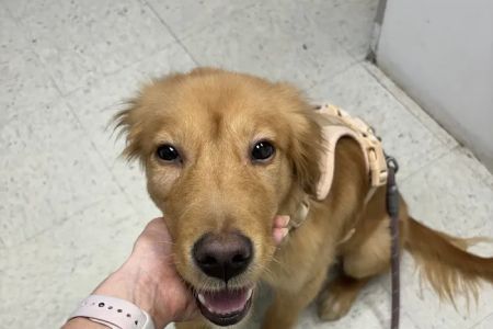 Animal Hospital of Seminole, A Thrive Pet Healthcare Partner