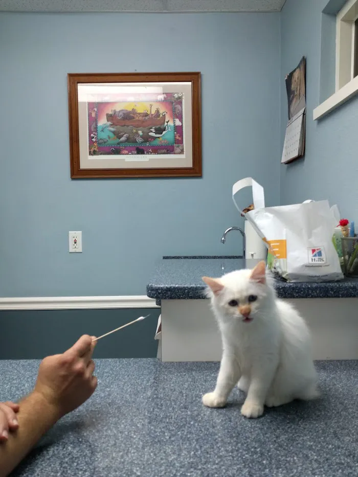 Animal Hospital of Seminole, A Thrive Pet Healthcare Partner 2
