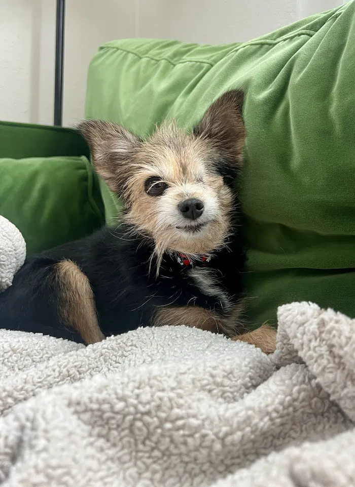 Animal Hospital of Seminole, A Thrive Pet Healthcare Partner 9