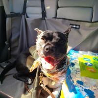 Pawsitive Veterinary Care ico
