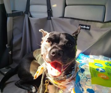 Pawsitive Veterinary Care