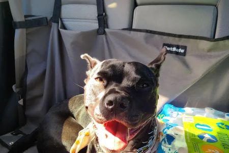 Pawsitive Veterinary Care