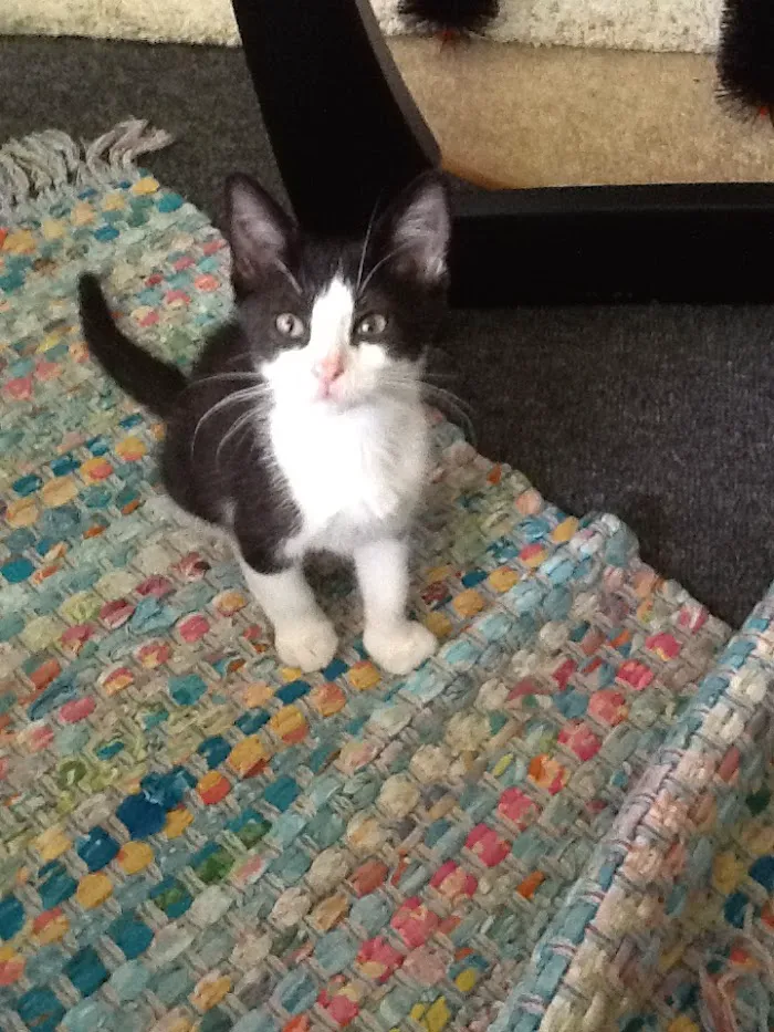 Pawsitive Veterinary Care 12