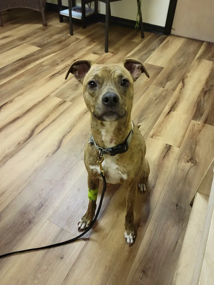 Pawsitive Veterinary Care 12