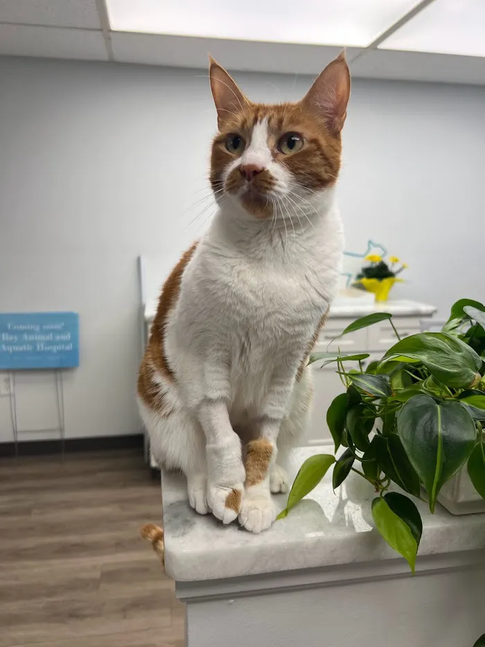 Bay Animal and Aquatic Hospital 12