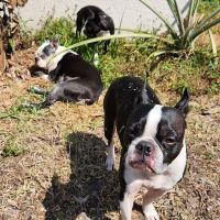 Bay Animal and Aquatic Hospital ico
