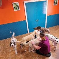 Animal & Bird Hospital of Clearwater ico