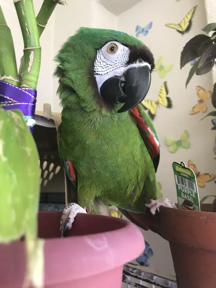 Animal & Bird Hospital of Clearwater 12