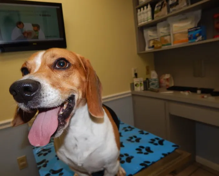 Animal Hospital of Northwood 12