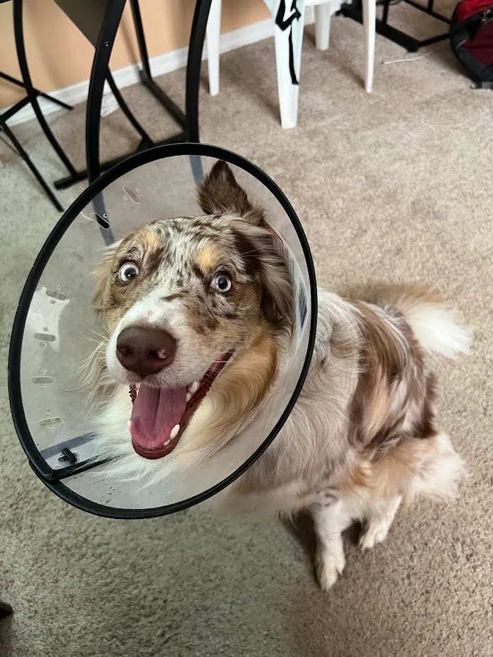Woodlands Animal Hospital 12
