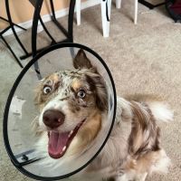 Woodlands Animal Hospital ico