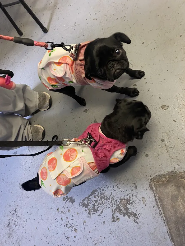 Woodlands Animal Hospital 12