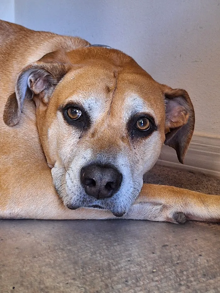Woodlands Animal Hospital 12
