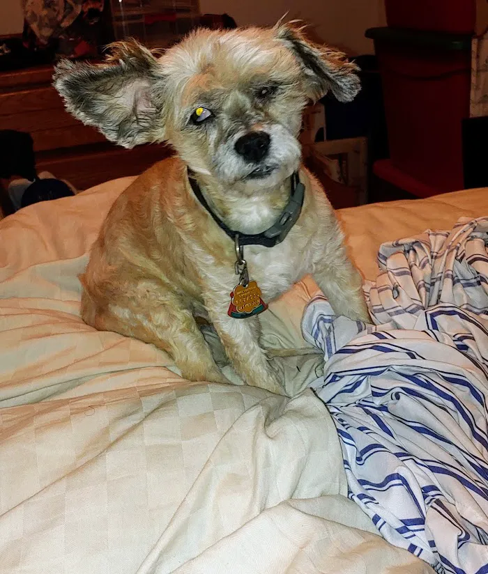 Banfield Pet Hospital 12