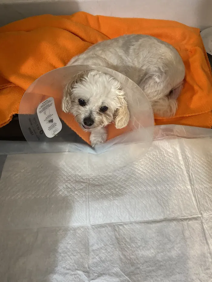 Banfield Pet Hospital 12