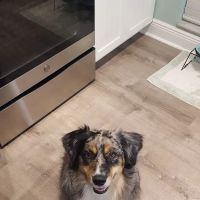 Pearly Bites Veterinary ico