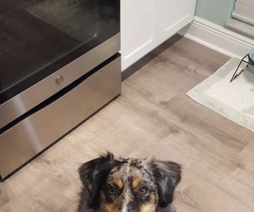 Pearly Bites Veterinary