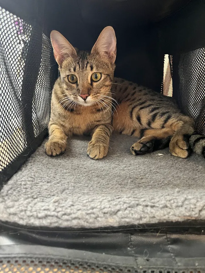 Lake Seminole Animal Hospital 12