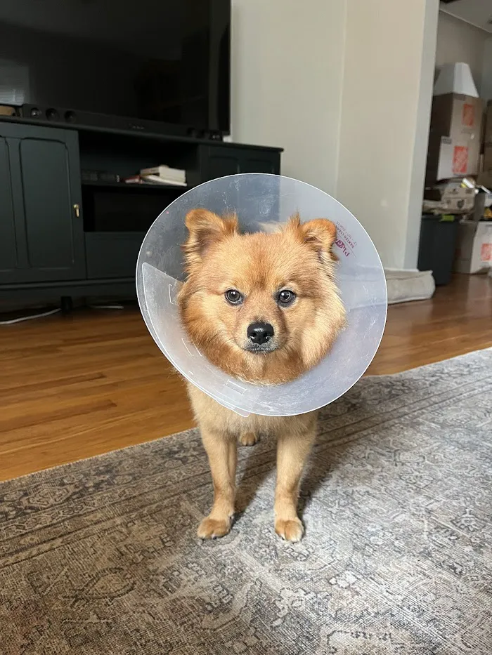 LivWell Pet Care 2