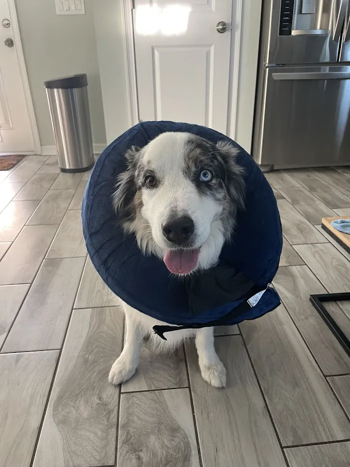 LivWell Pet Care 4