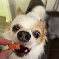 Kellogg's Kennel ico