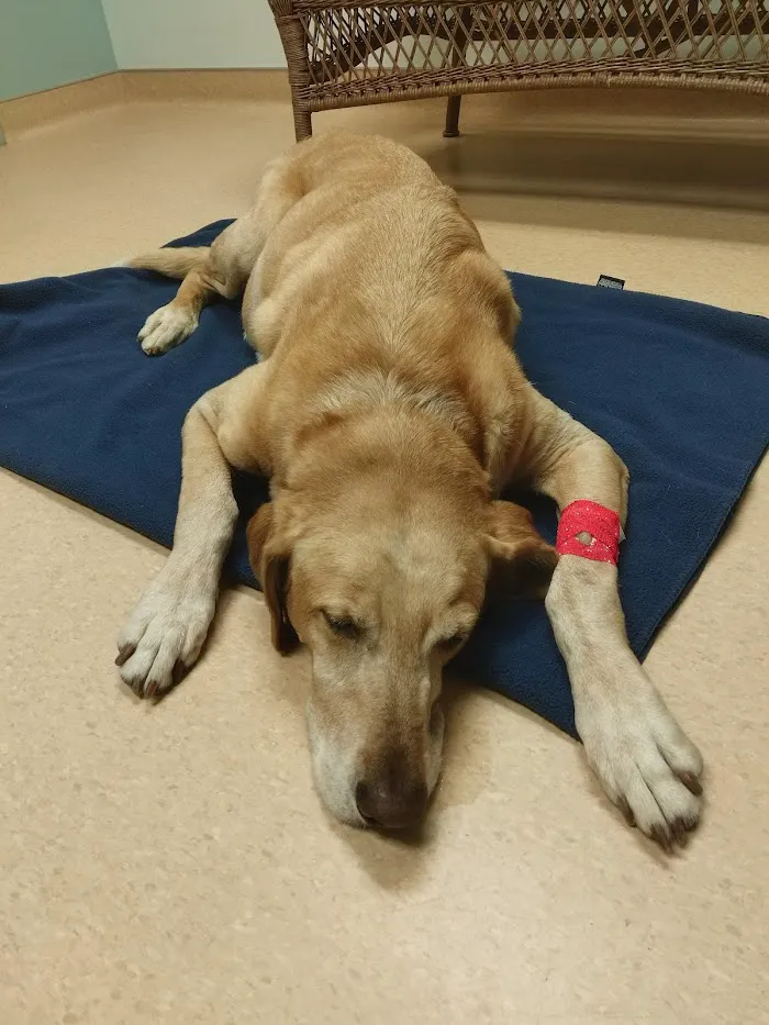 St Pete Beach Veterinary Clinic 12