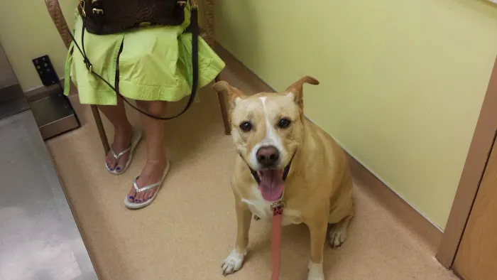 St Pete Beach Veterinary Clinic 12