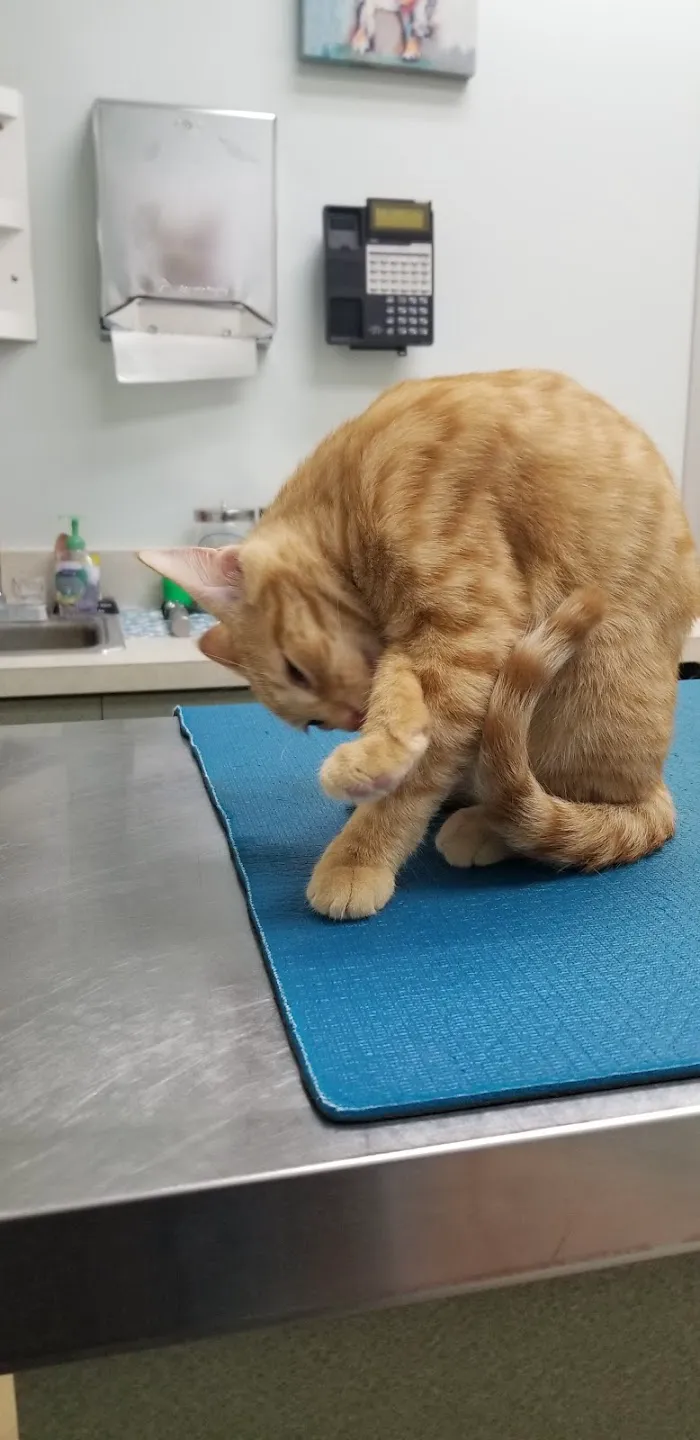 St Pete Beach Veterinary Clinic 12