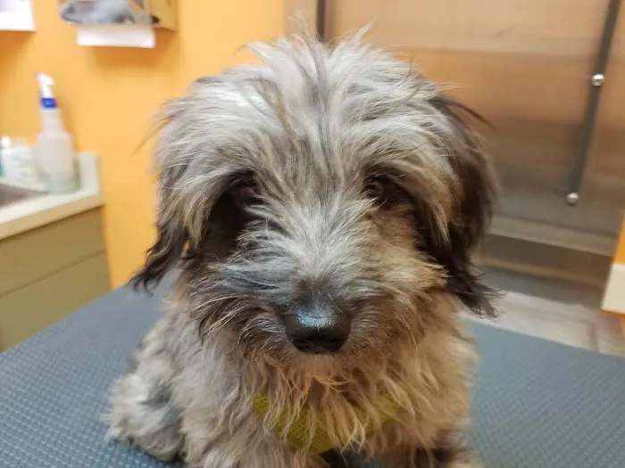 St Pete Beach Veterinary Clinic 12