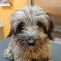 St Pete Beach Veterinary Clinic ico