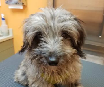 St Pete Beach Veterinary Clinic