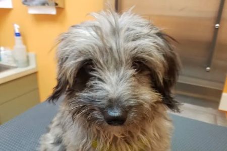 St Pete Beach Veterinary Clinic