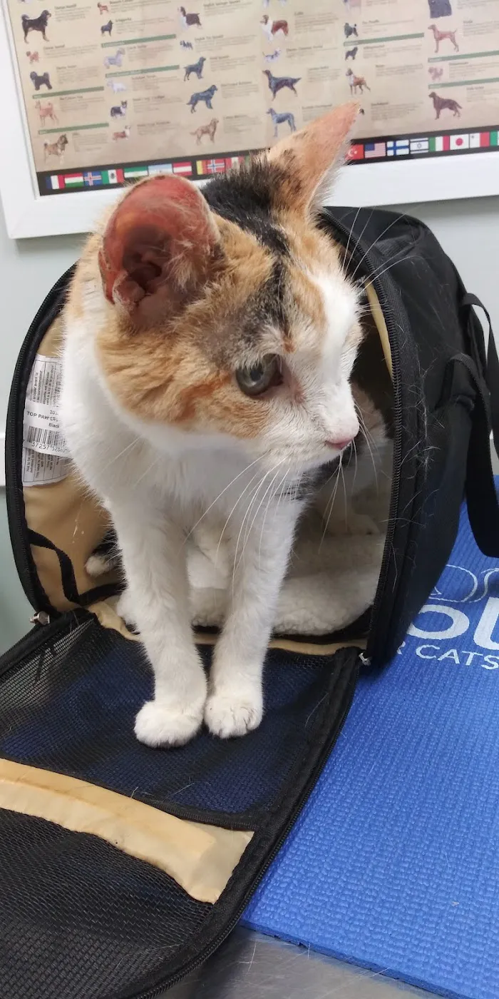 St Pete Beach Veterinary Clinic 12