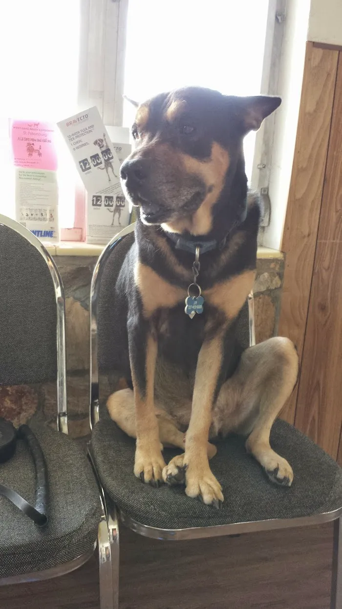 Gulfport Veterinarian 12