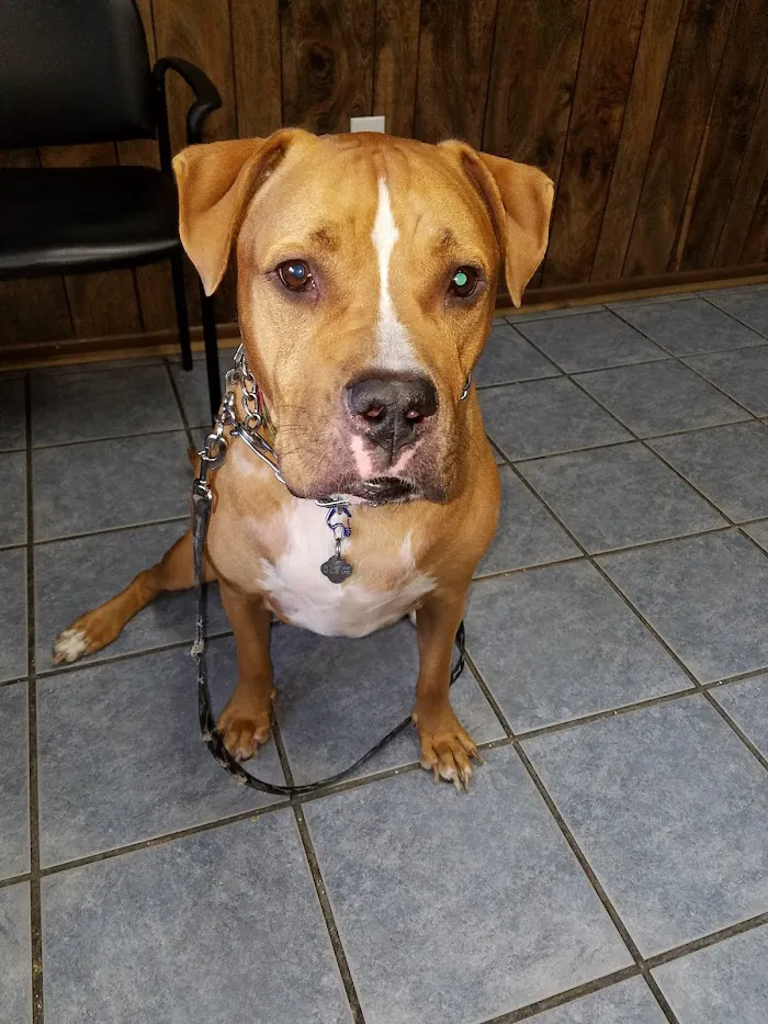 Gulfport Veterinarian 12