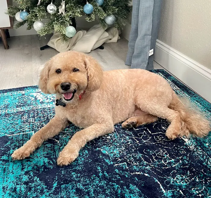 Gulfport Veterinarian 12
