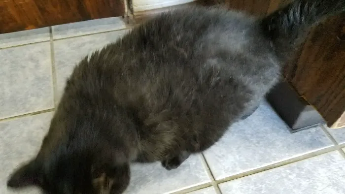 Gulfport Veterinarian 12
