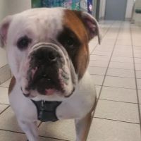 Bay Moorings Animal Hospital ico