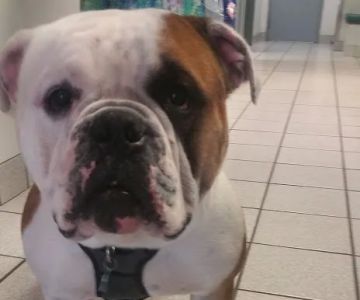 Bay Moorings Animal Hospital