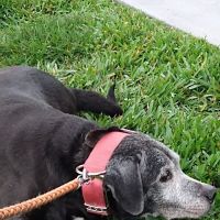 Thomas Animal Hospital ico