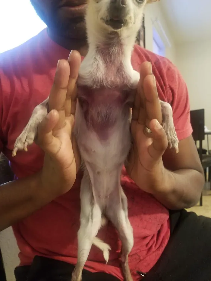 Pasadena Veterinary Hospital & Laser Center 12