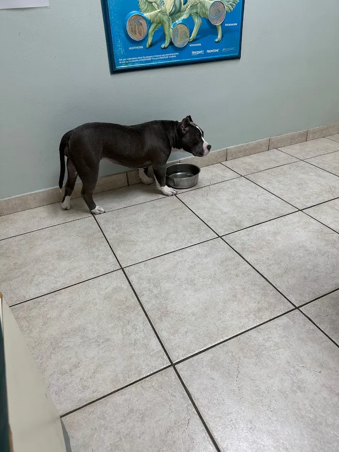 Pasadena Veterinary Hospital & Laser Center 12